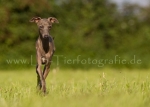 32 Windhund-Trio